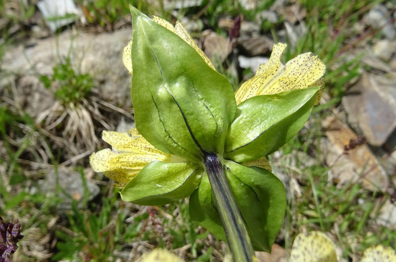 Gentiana punctata